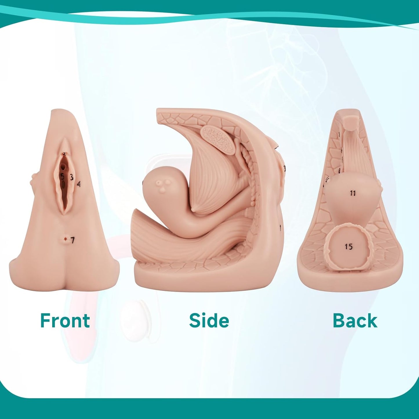 Female Catheterization Insertion Trainer Kit, External Genital Anatomy Models for Medical Students or Nurses Educational Demonstration and Training, Silicone Material