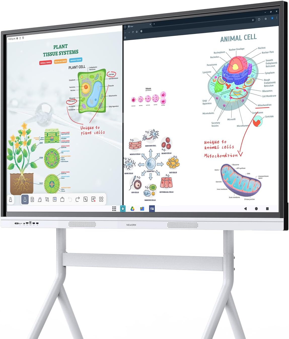 55 Inch Interactive Whiteboard with Mobile Cart, Smart Board for Classroom, Digital Whiteboard with Google EDLA-Certified(Wall Mount Included)