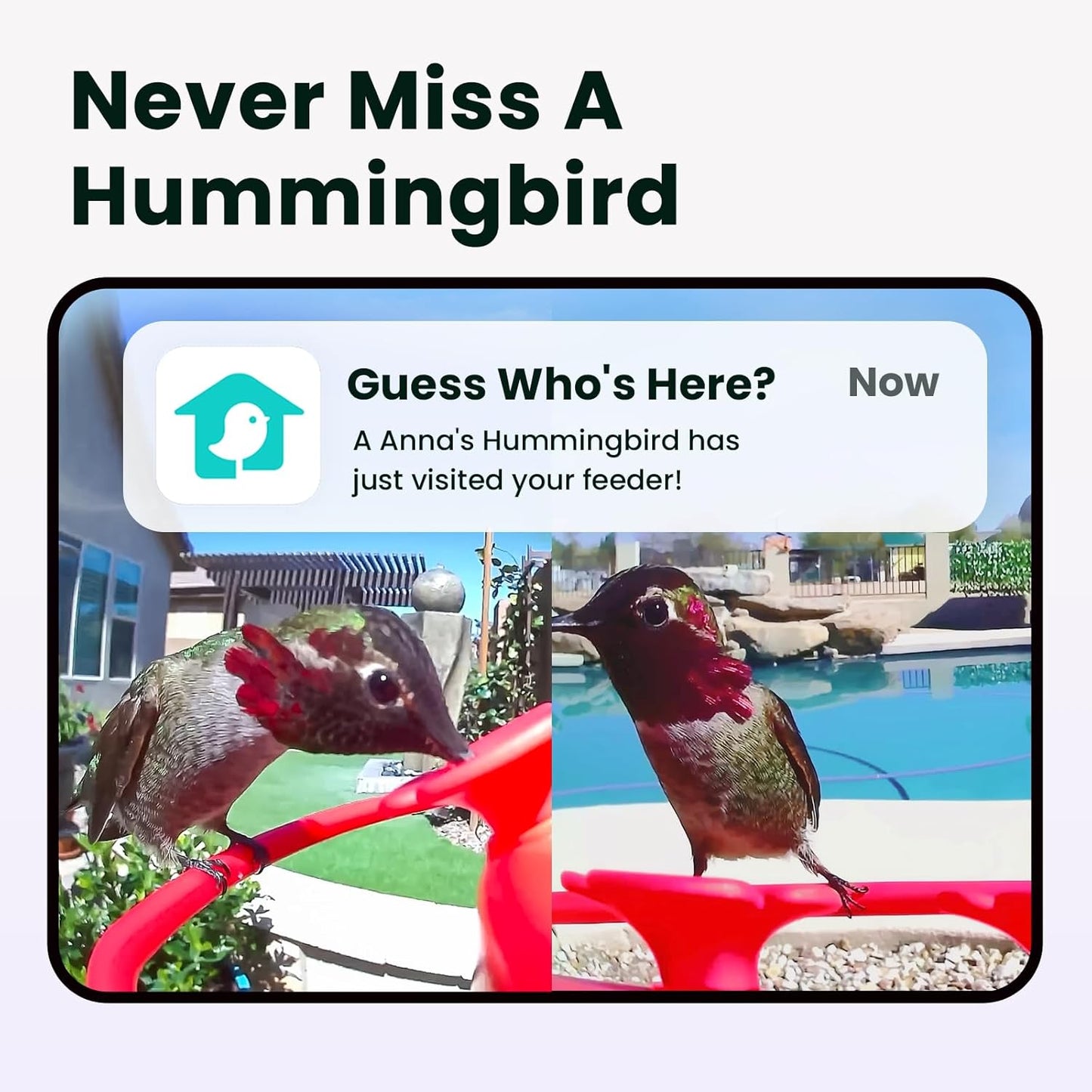Birdfy Hummingbird Feeder with Dual Cameras - 2K HD Smart Cameras Solar Powered, Close-Up Bird Video/Live Watching & Instant Notifications, Ant Moat & Leakproof - 20oz (AI Lifetime)