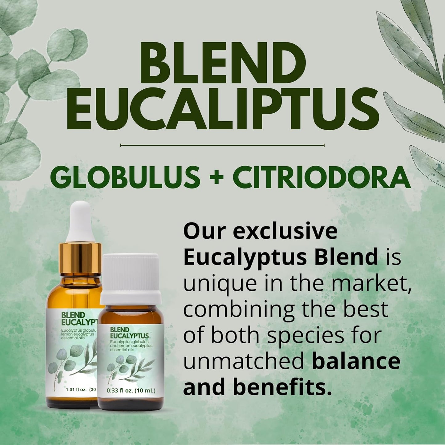 Dual Eucalyptus Essential Oil Blends by One Arome – Eucalyptus Oil (Corymbia Citriodora - Lemon & Eucalyptus Globulus) | Oil for Diffusers, Massage (Dilute) & DIY (Pack of 6 × 1.0 fl oz Each)
