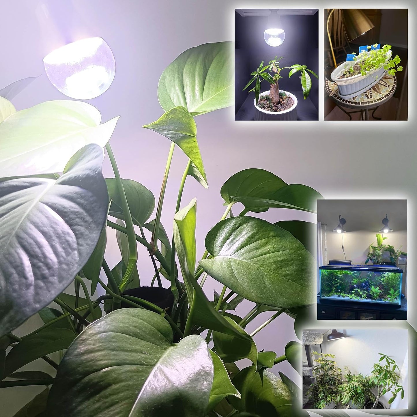 ALIDE Full Spectrum Plant Grow Light Bulbs E26 A19 10W,Plant Growing Lamp Bulbs with Balanced Spectrum 5000K White Blue Red Yellow for Indoor Seeds Greens Laboratory Greenhouse Garden Hydroponic,2Pcs